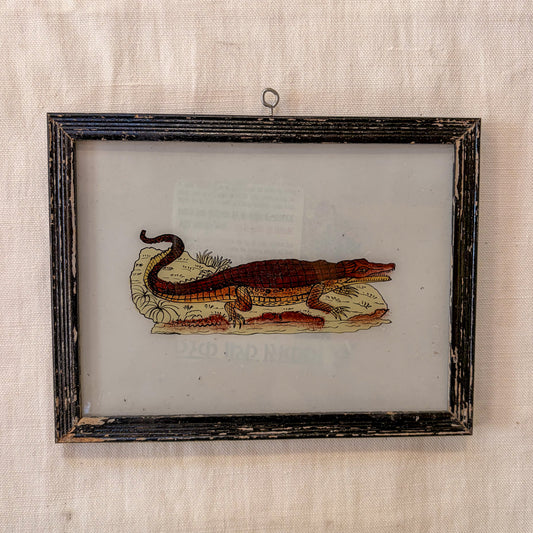Framed illustration of an alligator on a textured beige wall