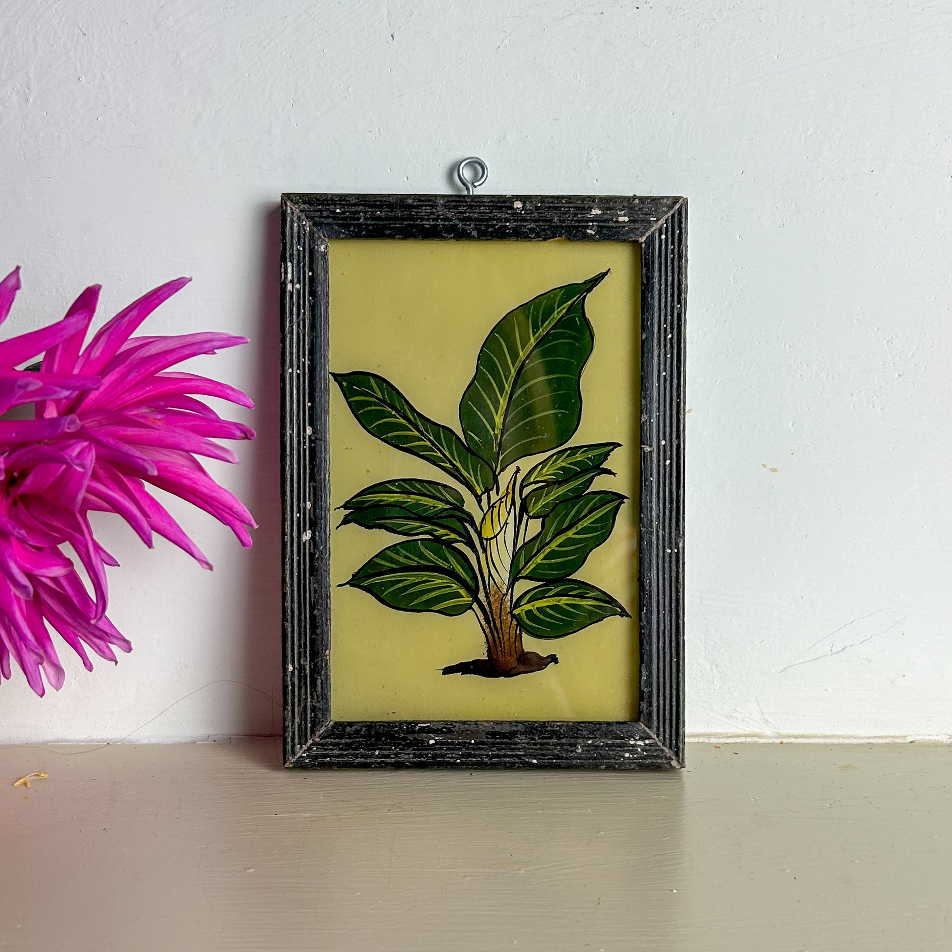 Framed botanical illustration of a plant on a white surface with a pink flower.